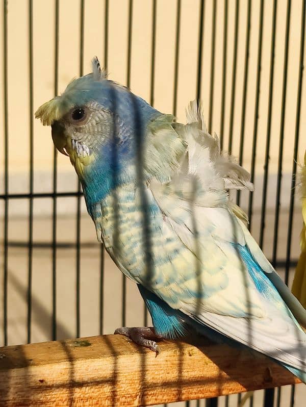 hagoromo budgies 3