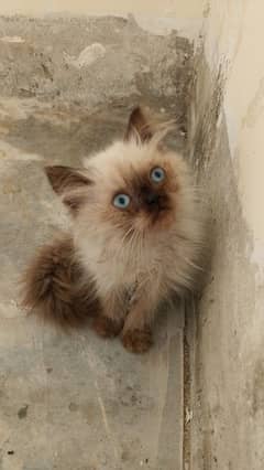 Himalayan kitten