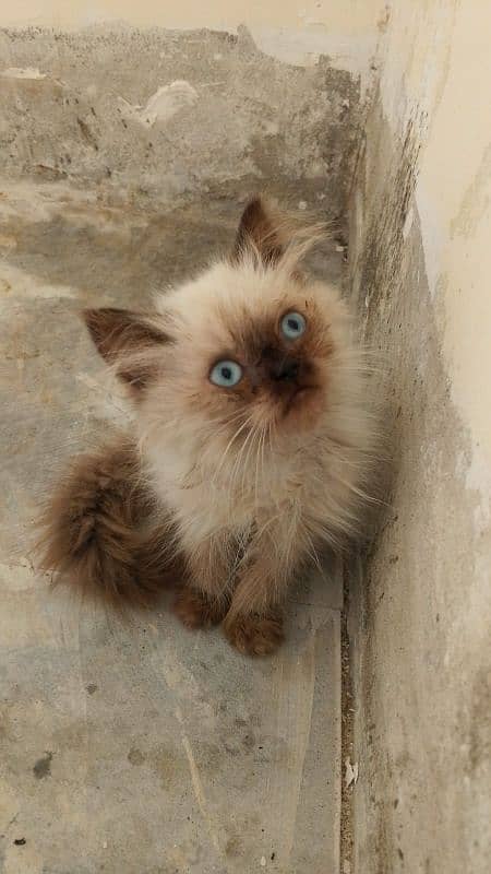 Himalayan kitten 0