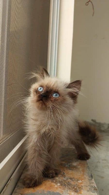 Himalayan kitten 1