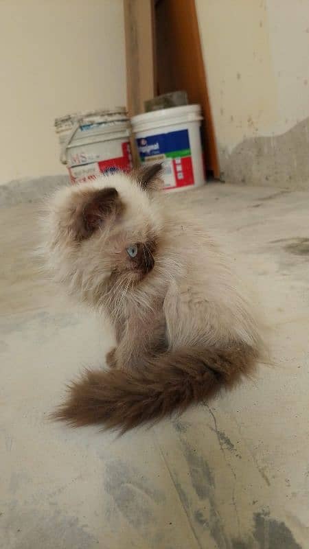 Himalayan kitten 2