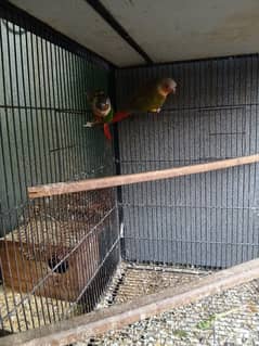 Pineapple female x green cheek male