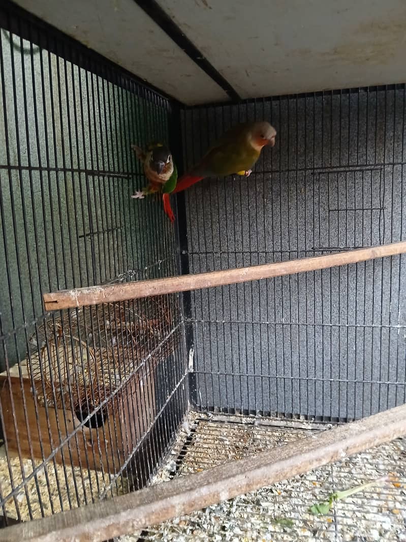 Pineapple female x green cheek male 0