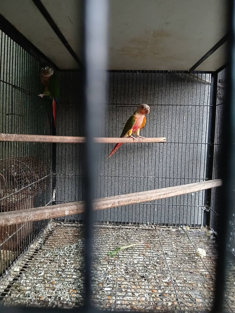 Pineapple female x green cheek male 1