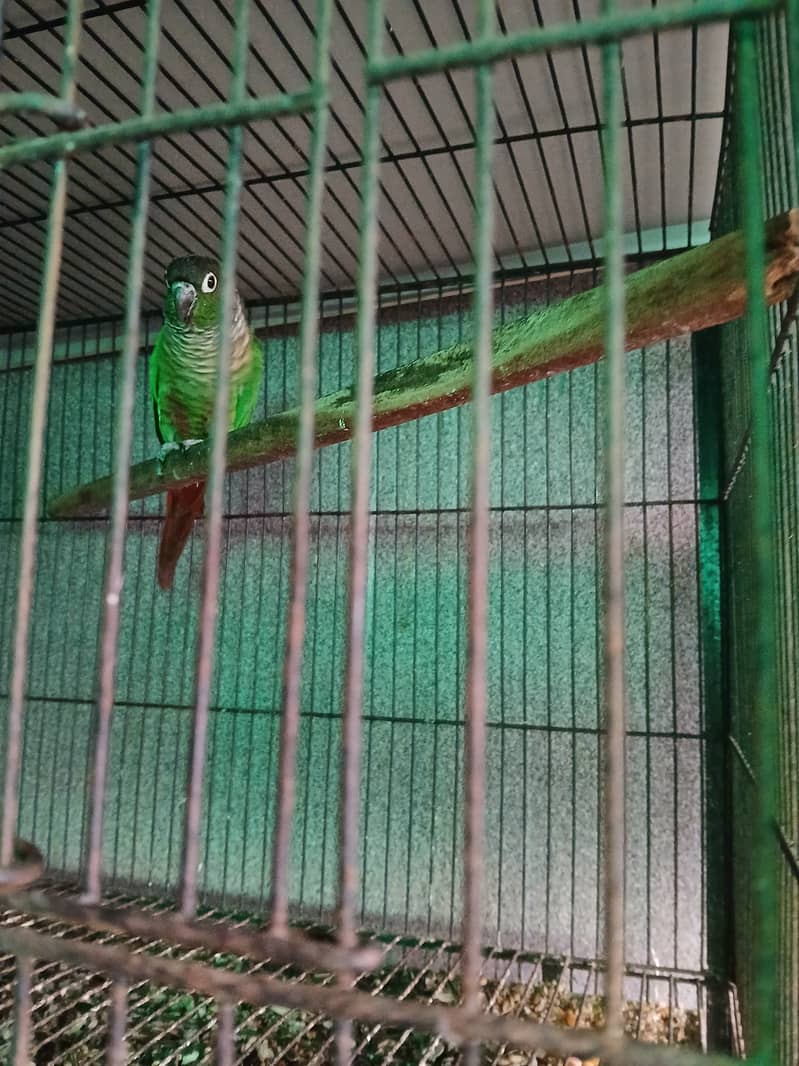 Pineapple female x green cheek male 2