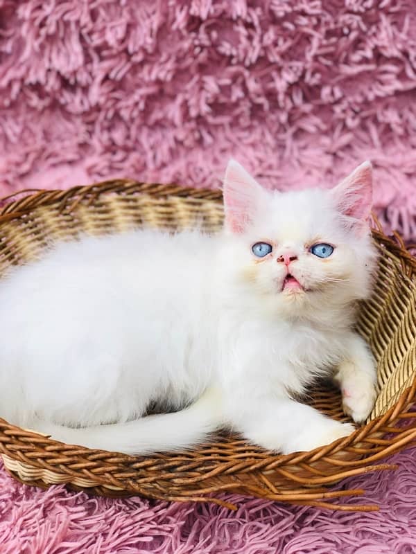 Persian near to peki kitten for sale 2