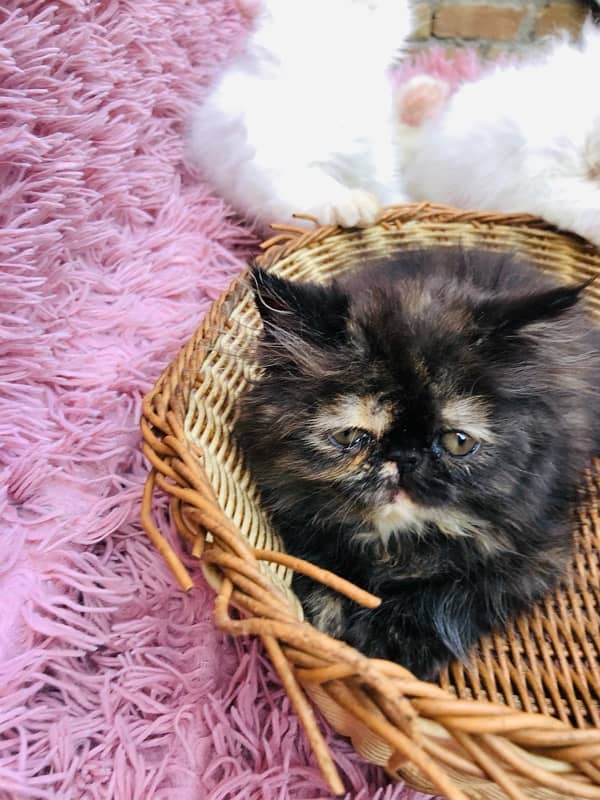 Persian near to peki kitten for sale 4