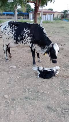 dhood wali cow