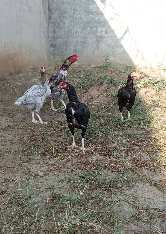 Pure Pakistani Aseel Chicks. 3