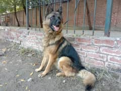 german shepherd breeder female for sale