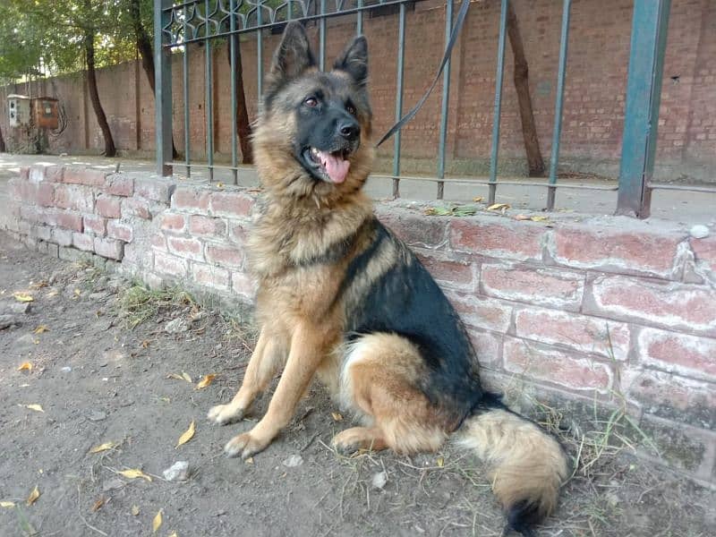 german shepherd breeder female for sale 0