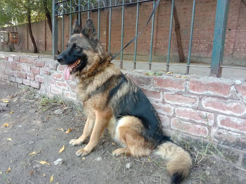 german shepherd breeder female for sale 1