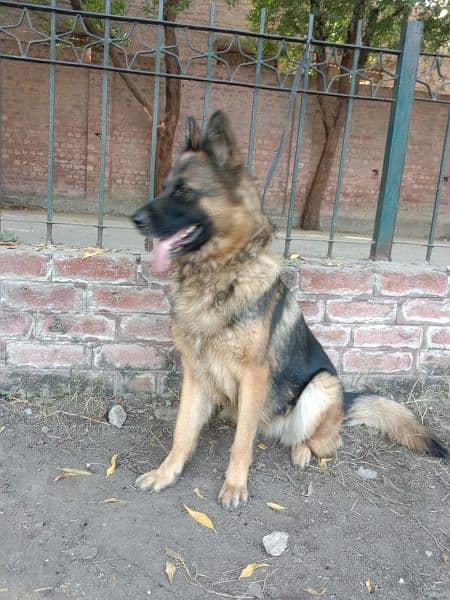 german shepherd breeder female for sale 2