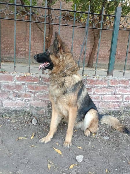 german shepherd breeder female for sale 3