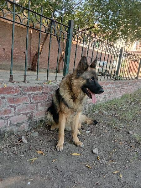 german shepherd breeder female for sale 4