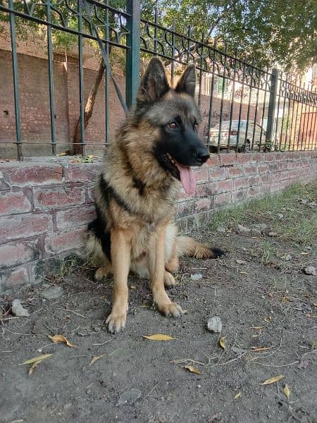 german shepherd breeder female for sale 5