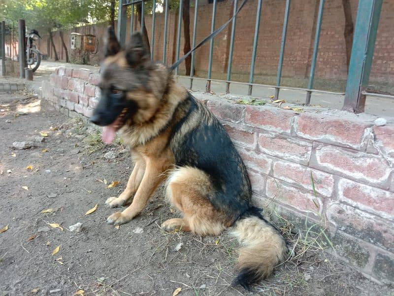 german shepherd breeder female for sale 6