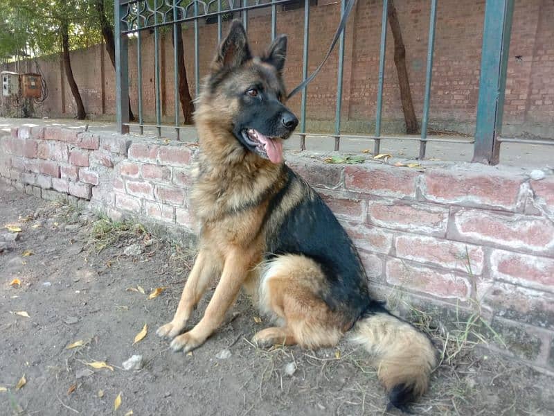 german shepherd breeder female for sale 7