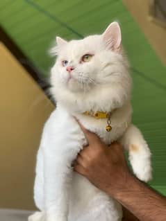 White Pair of Persian Cats