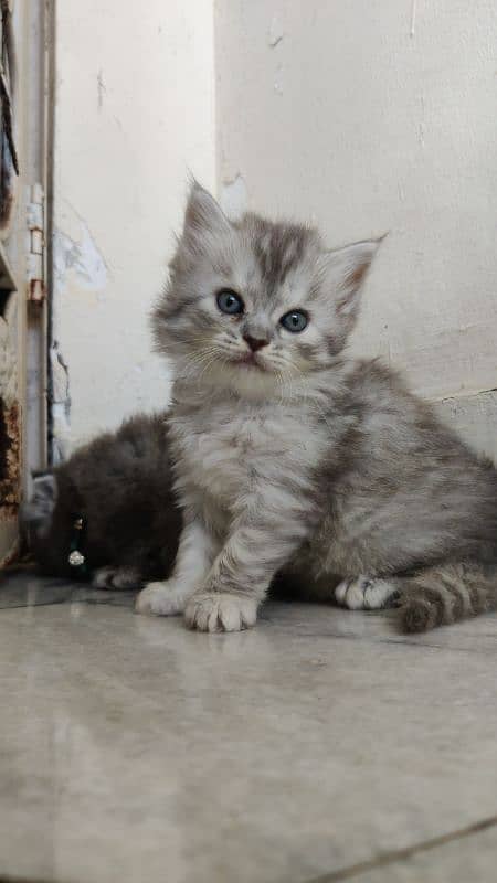 Persian triple coat kitten 1