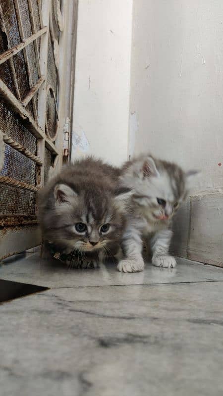 Persian triple coat kitten 2