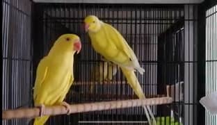 yellow young pair