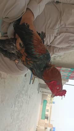 aseel male murga  heathy and active age1.5year