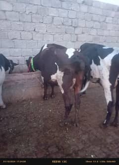 Faresion cows ,Faresion cross gay ,sahiwal cross cow