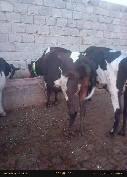 Faresion cows ,Faresion cross gay ,sahiwal cross cow 0