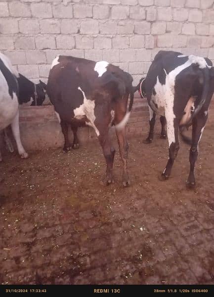 Faresion cows ,Faresion cross gay ,sahiwal cross cow 1