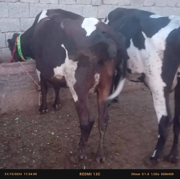 Faresion cows ,Faresion cross gay ,sahiwal cross cow 2