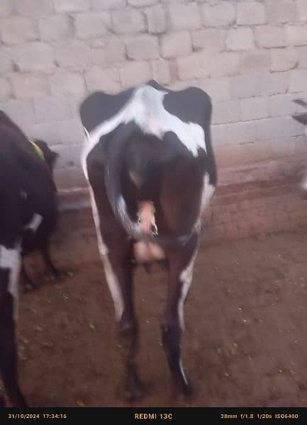 Faresion cows ,Faresion cross gay ,sahiwal cross cow 3