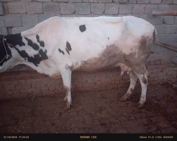 Faresion cows ,Faresion cross gay ,sahiwal cross cow 5