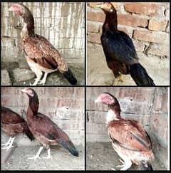 5 Aseel hen for sale 3000/piece