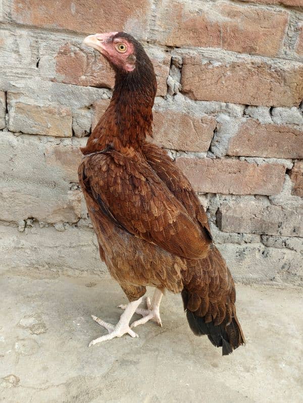 5 Aseel hen for sale 3000/piece 1