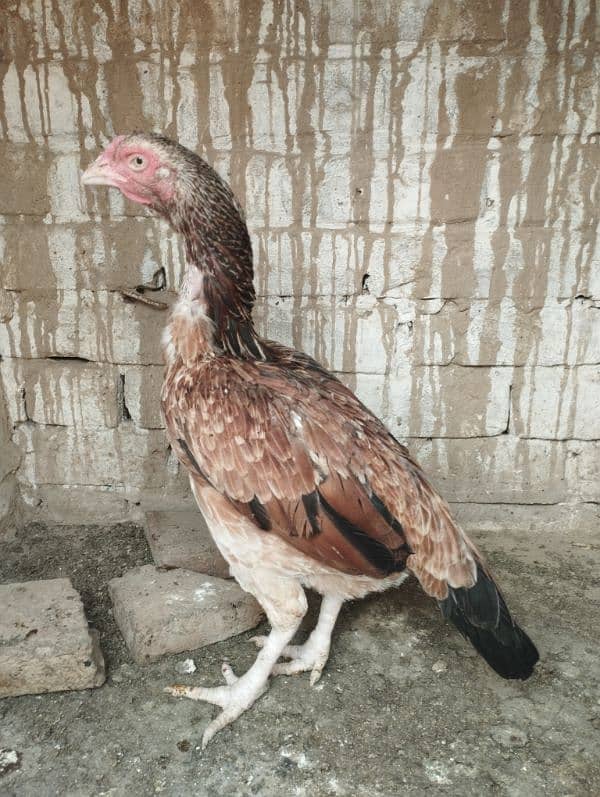 5 Aseel hen for sale 3000/piece 2