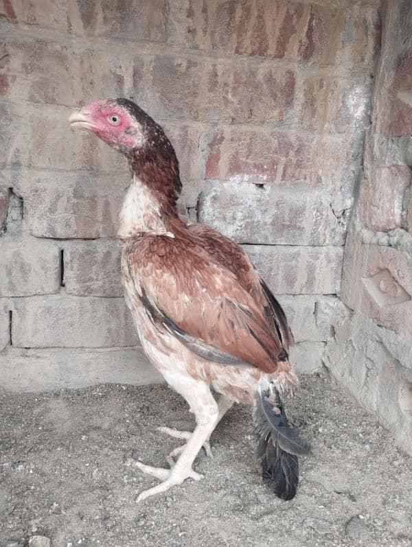 5 Aseel hen for sale 3000/piece 3