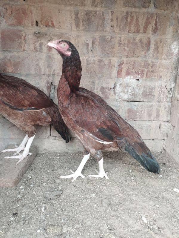 5 Aseel hen for sale 3000/piece 5