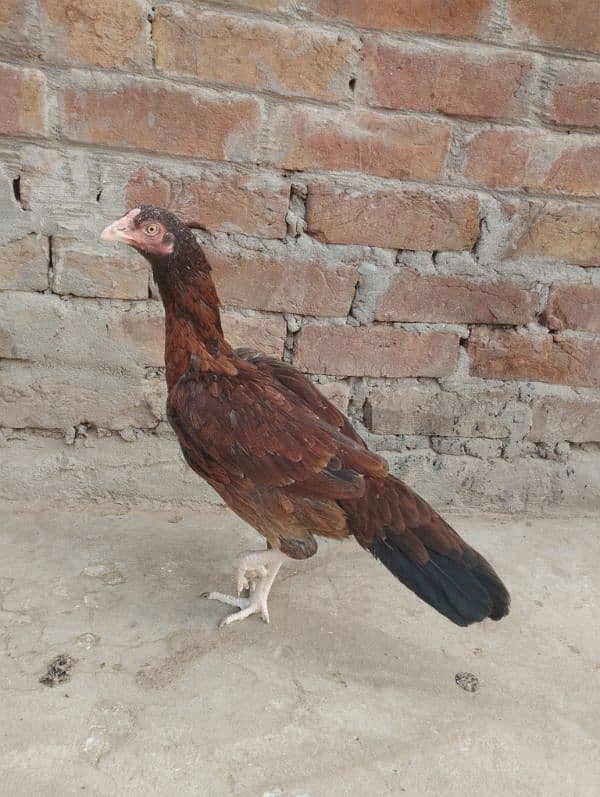 5 Aseel hen for sale 3000/piece 6