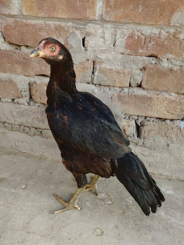 5 Aseel hen for sale 3000/piece 7