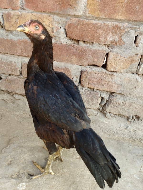 5 Aseel hen for sale 3000/piece 8