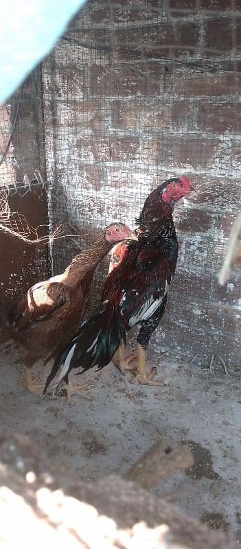 HEERA ASEEL YOUNG BREADER MURGHAY  FOR SALE 0