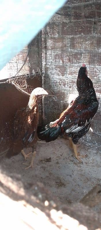 HEERA ASEEL YOUNG BREADER MURGHAY  FOR SALE 1