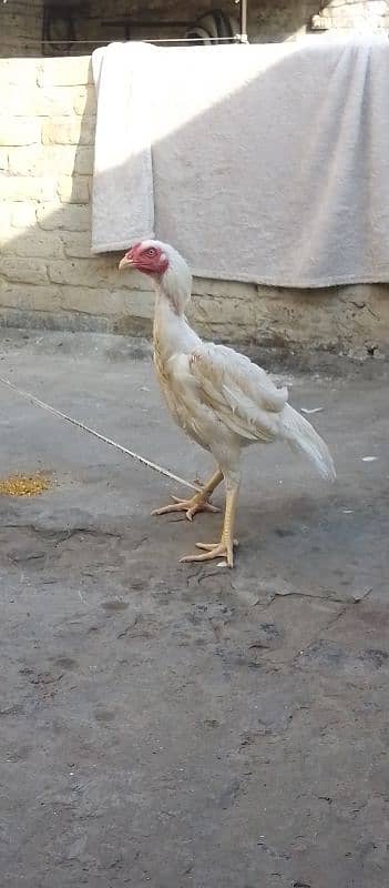 HEERA ASEEL YOUNG BREADER MURGHAY  FOR SALE 8