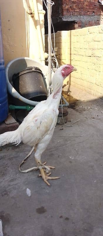 HEERA ASEEL YOUNG BREADER MURGHAY  FOR SALE 9