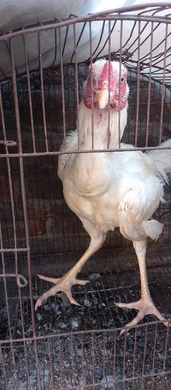 HEERA ASEEL YOUNG BREADER MURGHAY  FOR SALE 10