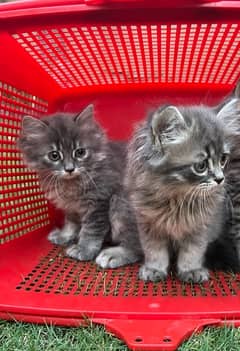 Persian | Triple Coated | Kitten (Pair for sale)