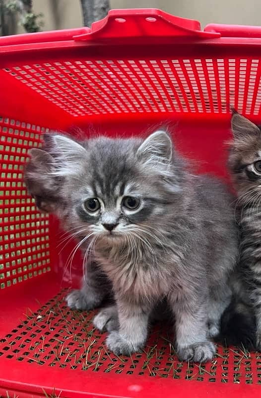 Persian | Triple Coated | Kitten (Pair for sale) 1