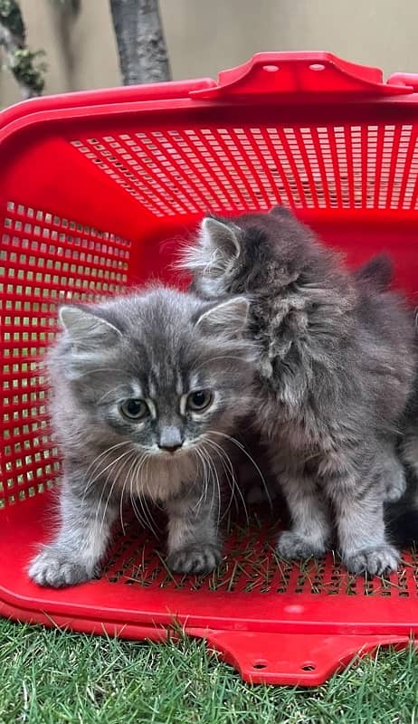 Persian | Triple Coated | Kitten (Pair for sale) 2