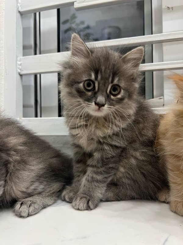 Persian | Triple Coated | Kitten (Pair for sale) 3